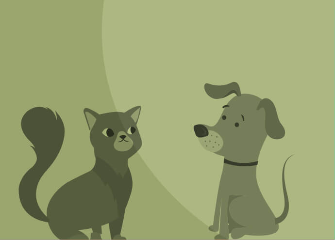 Pet Insurance
